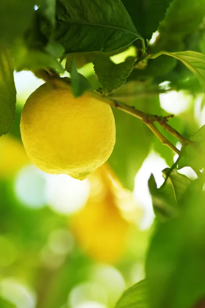 Fruto Limón Cerca Rama Del Árbol — Foto de Stock