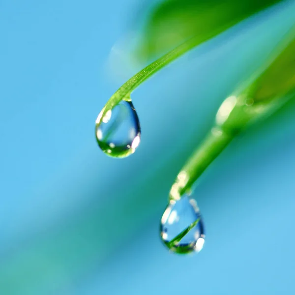 Färska Gräs Blad Med Stora Vatten Dagg Droppar Makro Närbild — Stockfoto