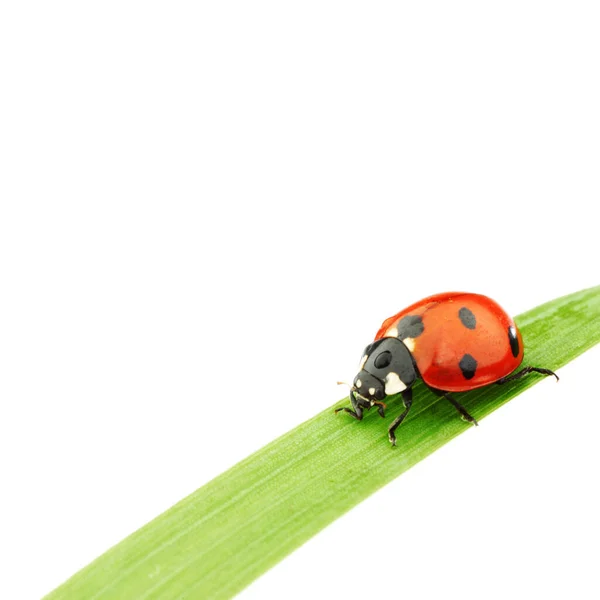 Lieveheersbeestje Gras Geïsoleerd Witte Achtergrond Macro — Stockfoto