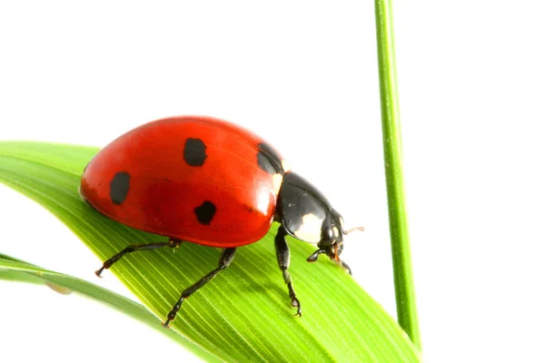 Ladybug Grass Isolated White Background Macro — Stock Photo, Image