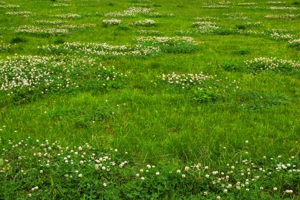 Green grass texture from a field — Stock Photo, Image