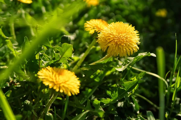 Close up of blooming yellow dandelion flowers — Stock Photo, Image