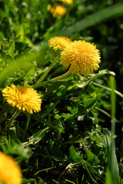 Закрыть цветки желтого одуванчика — стоковое фото