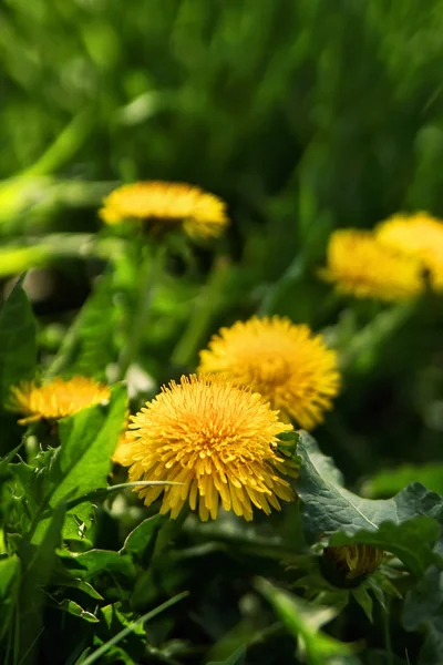 黄色のタンポポの花の開花の終わり — ストック写真