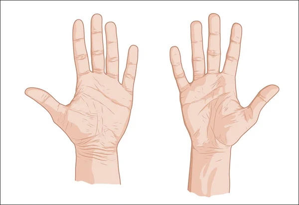 Croquis de deux palmiers — Image vectorielle