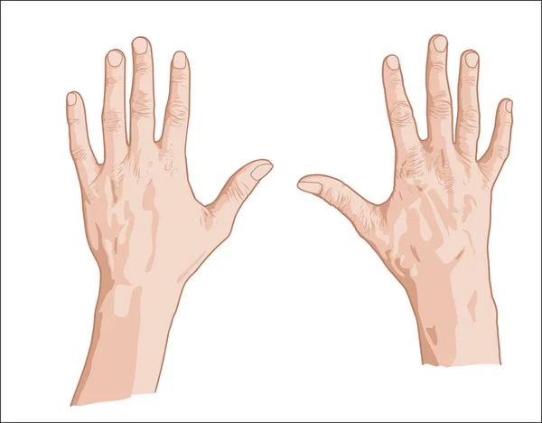Szkic dwie dłonie — Wektor stockowy