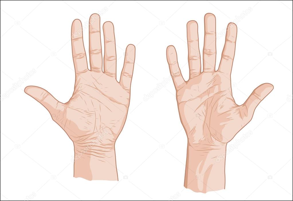 Two palms sketch