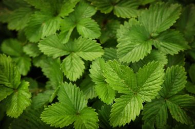 Çilek yeşil doku bırakır