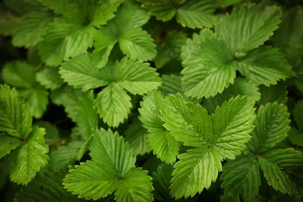 Çilek yeşil doku bırakır