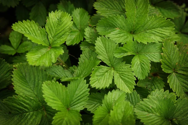 Çilek yeşil doku bırakır