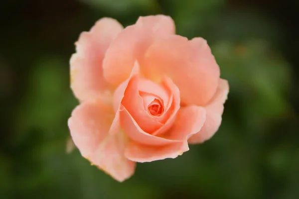 Pink rose flower on dark background — Stock Photo, Image