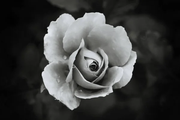 White monochrome rose on dark background — Stock Photo, Image