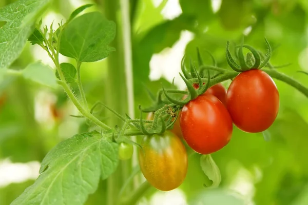 Mogna ekologiska tomater — Stockfoto