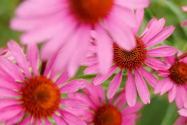 Roze Echinacea bloemen. Close-up van Echinacea-roze bloemen — Stockfoto