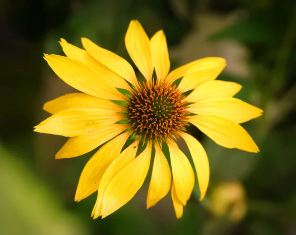 Dramatische over de bovenste kleur verzadiging van een bloeiend geel echinacea bloemen — Stockfoto