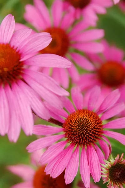 Roze Echinacea bloemen. Close-up van Echinacea-roze bloemen — Stockfoto