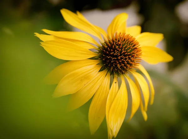 Dramatische over de bovenste kleur verzadiging van een bloeiend geel echinacea bloemen — Stockfoto