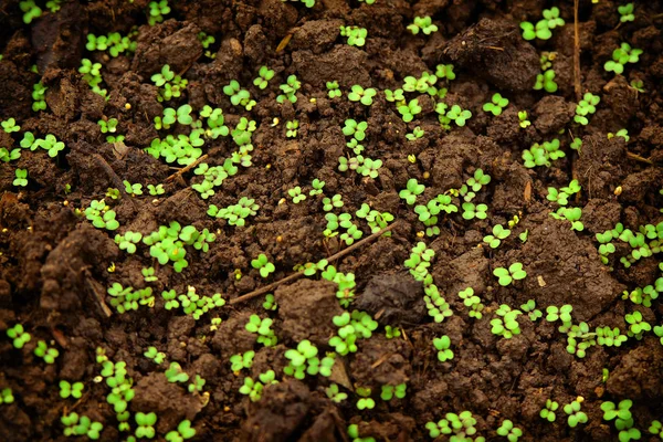 Primeiros brotos jovens na terra úmida — Fotografia de Stock