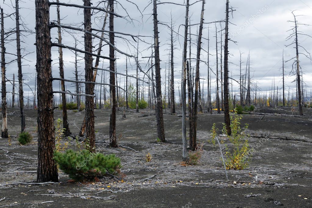 Naturkatastrophe auf Kamtschatka verbrannte Kahler Baum