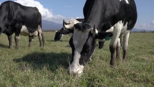 Black and white cows pasturing in farm field, eat green grass on background of mountains and blue sky in sunny day — Stock Footage Black and white cows pasturing in farm field, eat green grass on background of mountains and blue sky in sunny day Royalty Free Stock Footage