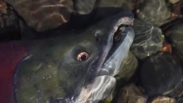 Wild red salmon fish Sockeye Salmon swimming in shallow water in river, breathes heavily. Slow motion, close-up view — Stock Footage Wild red salmon fish Sockeye Salmon swimming in shallow water in river, breathes heavily. Slow motion, close-up view Royalty Free Stock Video