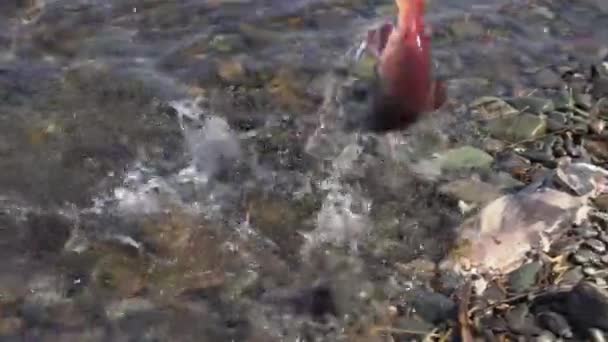 Poacher fisherman caught wild red salmon fish Sockeye Salmon in river during spawning — Stock Footage Poacher fisherman caught wild red salmon fish Sockeye Salmon in river during spawning Stock Video