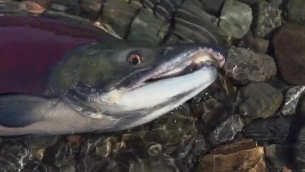 Wild red salmon fish Sockeye Salmon swimming in shallow water and splashing during spawning. Slow motion. — Stock Footage Wild red salmon fish Sockeye Salmon swimming in shallow water and splashing during spawning. Slow motion. Royalty Free Stock Video