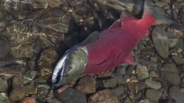Wild red salmon fish Sockeye Salmon swimming in shallow water in river, breathes heavily. Slow motion, close-up view — Stock Footage Wild red salmon fish Sockeye Salmon swimming in shallow water in river, breathes heavily. Slow motion, close-up view Royalty Free Stock Footage