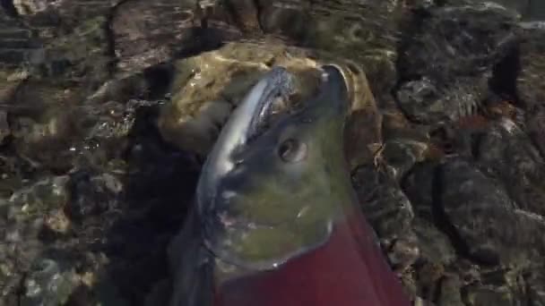 Wild red salmon fish Sockeye Salmon swimming in shallow water in river, breathes heavily. Slow motion, close-up view — Stock Footage Wild red salmon fish Sockeye Salmon swimming in shallow water in river, breathes heavily. Slow motion, close-up view Video Clip