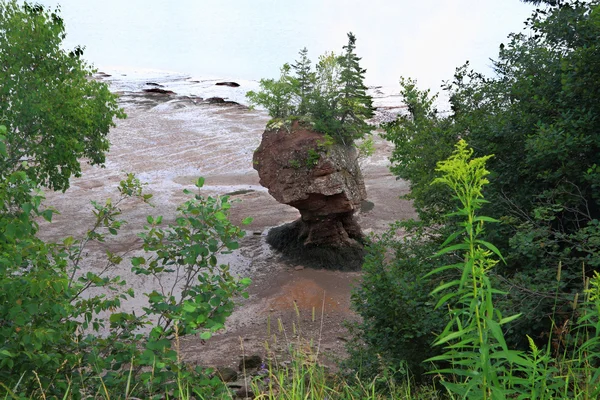 Single Hopewell Rock durante a maré baixa — Fotografia de Stock