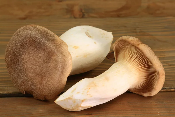 Два королевских устричных гриба — стоковое фото