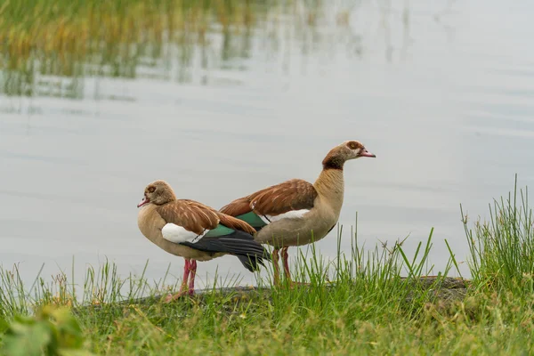 Egyptian Geese on Hawassa Lake — Stock Photo, Image