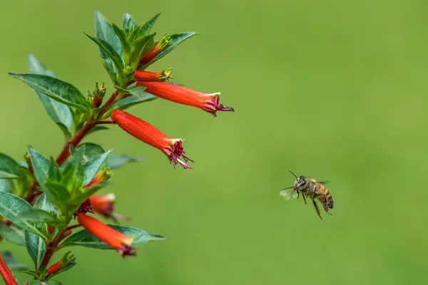 Een honingbij in de lucht — Stockfoto