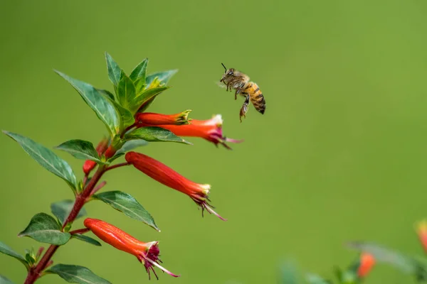 Een honingbij in de lucht — Stockfoto