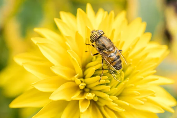 Uma mosca pairando polinizando uma flor — Fotografia de Stock