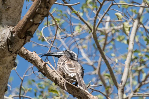 Afrikanska Grey Hornbill uppflugen — Stockfoto