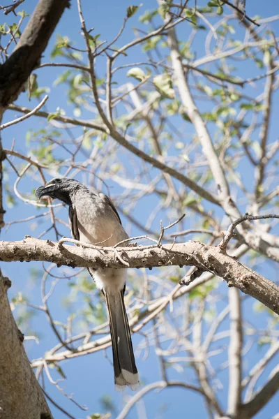 Hornbill gris africano encaramado — Foto de Stock