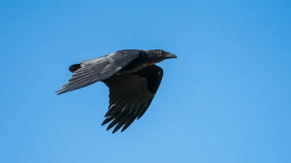 Fan-tailed Raven in medio-vlucht Rechtenvrije Stockafbeeldingen