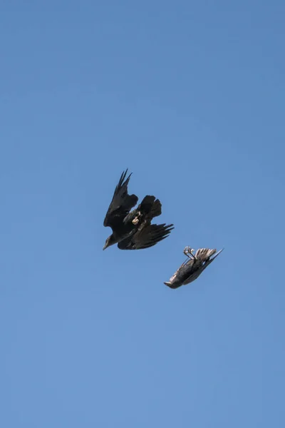 Bredstjärtad Raven i mitten av flygningen — Stockfoto