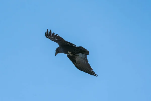 Fan-tailed Raven in mid flight — Stock Photo, Image