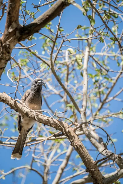 아프리카 회색 Hornbill 자리 잡고 — 스톡 사진