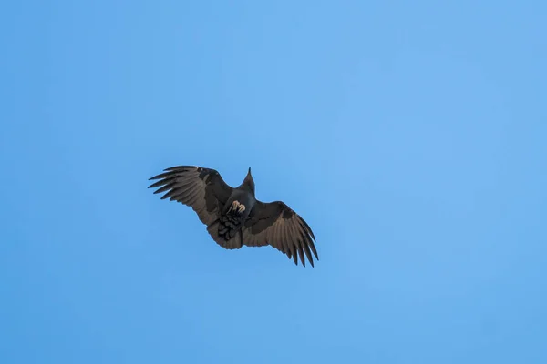 Raven à queue éventurée à mi-vol — Photo