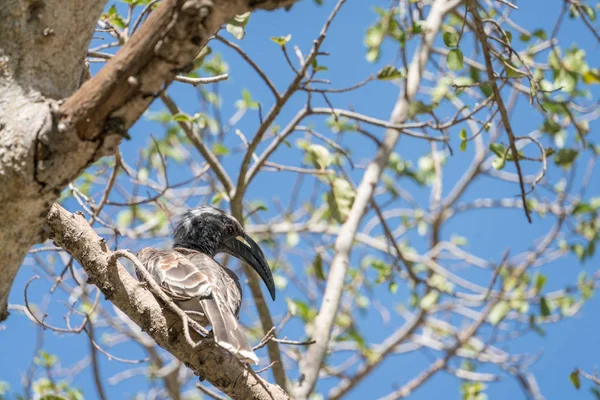 아프리카 회색 Hornbill 자리 잡고 — 스톡 사진