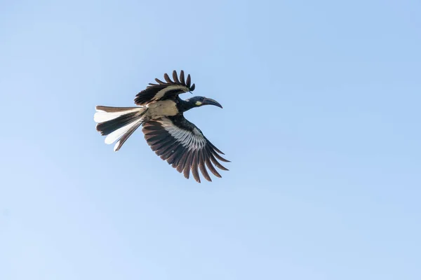 Afryki Grey Hornbill w połowie lotu — Zdjęcie stockowe