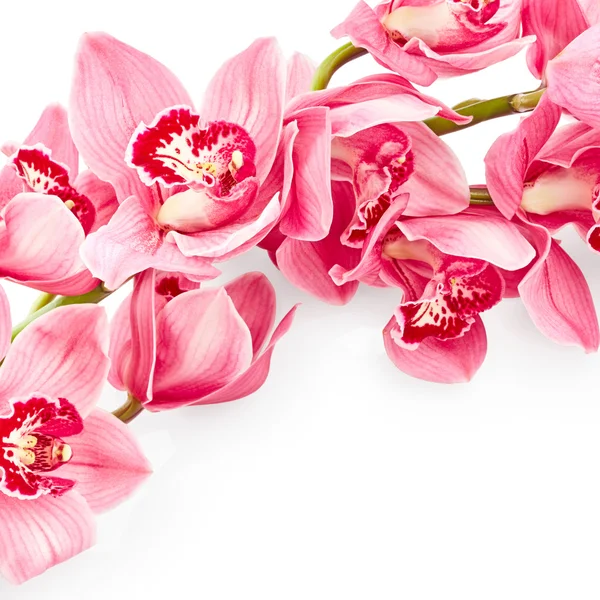 Fiori di orchidea rosa — Foto Stock