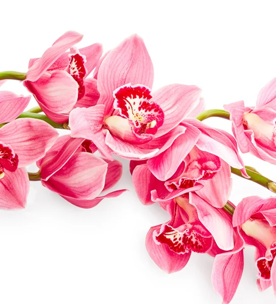 Flores de orquídea rosa — Foto de Stock