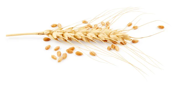 小穂と小麦の粒 — ストック写真