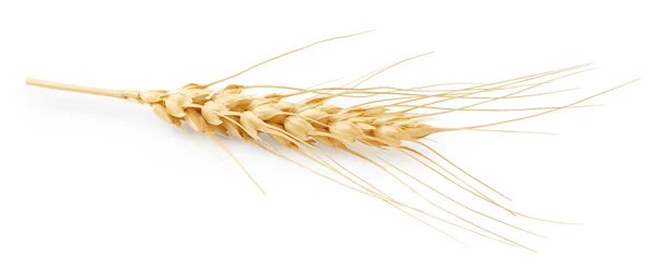 Ucho pszenicy na białym tle — Zdjęcie stockowe