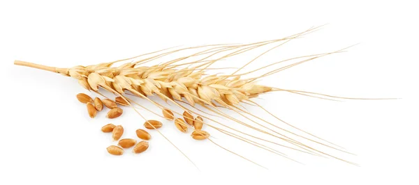 Espiguetas e grãos de trigo — Fotografia de Stock