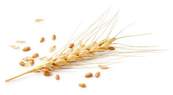 Spikelet and grains of wheat — Stock Photo, Image